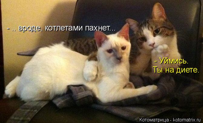 Котоматрица: - .. вроде, котлетами пахнет... - Уймись.  Ты на диете.