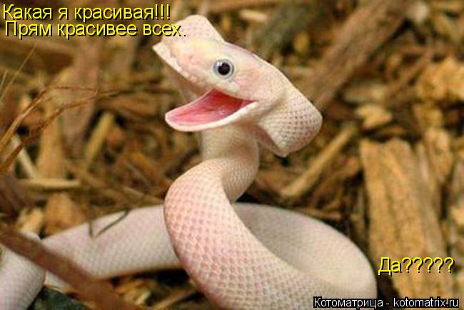 Котоматрица: Какая я красивая!!! Прям красивее всех. Да????? Да?????