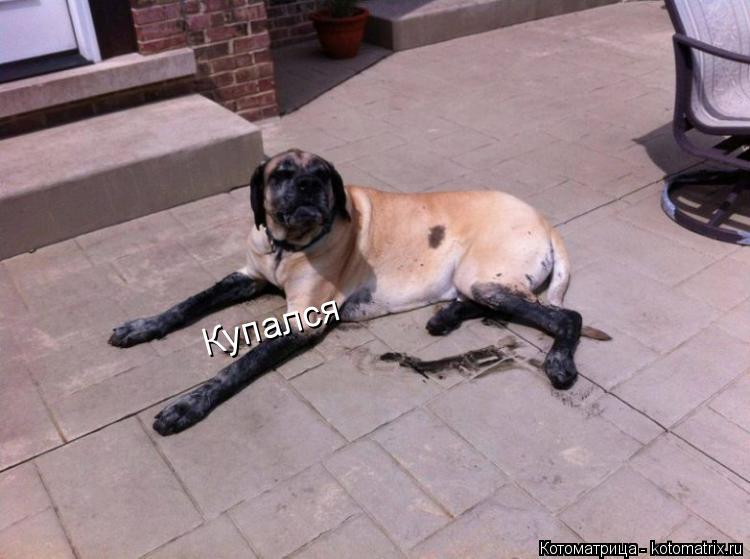 Купался... Котоматрица: Купался