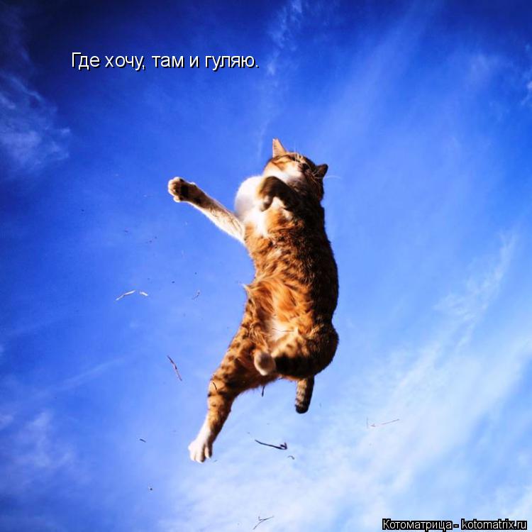 Котоматрица: Где хочу, там и гуляю.