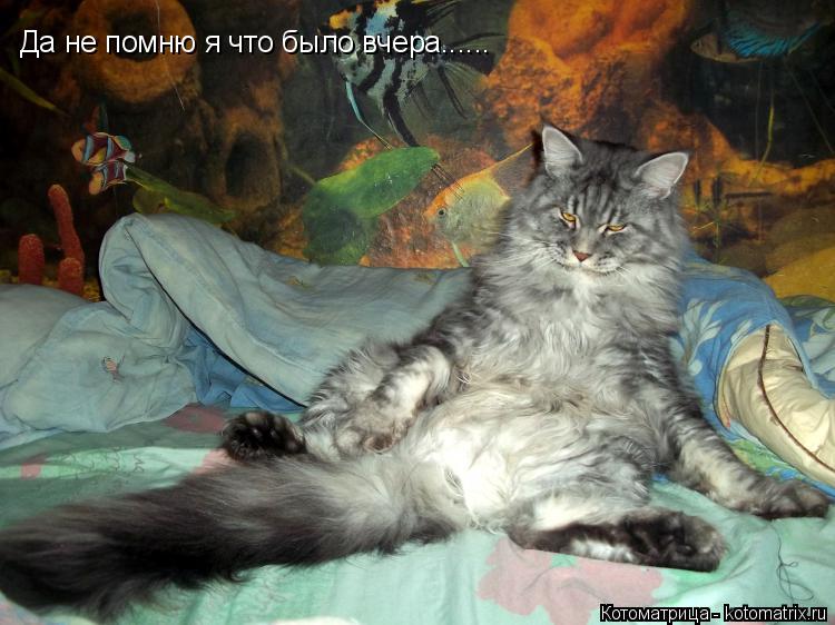 Котоматрица: Да не помню я что было вчера......