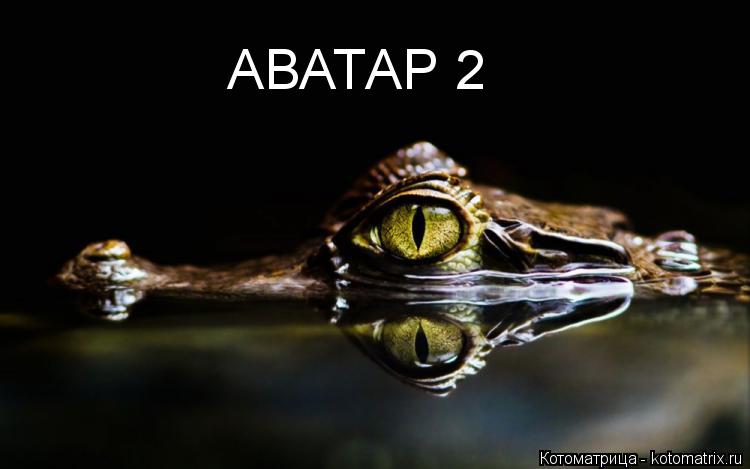 Котоматрица: АВАТАР 2