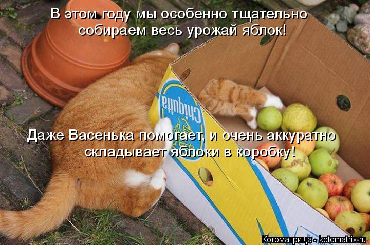 Котоматрица: В этом году мы особенно тщательно  собираем весь урожай яблок! складывает яблоки в коробку! Даже Васенька помогает, и очень аккуратно