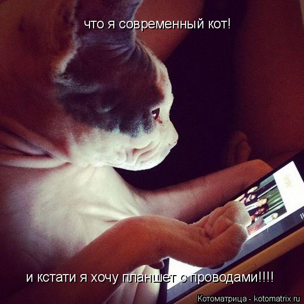 что я современный кот! и кстати я хочу планшет с проводами!!!!... Котоматрица: что я современный кот! и кстати я хочу планшет с проводами!!!!
