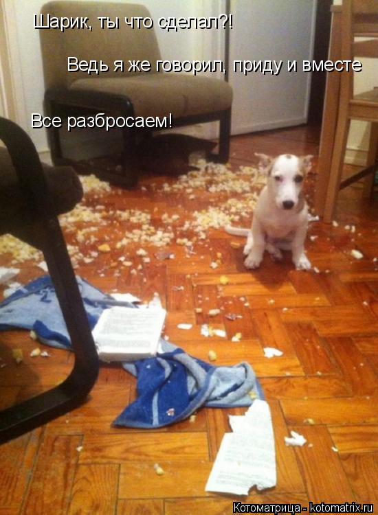 Котоматрица: Шарик, ты что сделал?! Ведь я же говорил, приду и вместе  Все разбросаем!