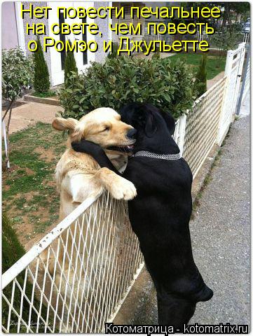 Котоматрица: Нет повести печальнее на свете, чем повесть о Ромэо и Джульетте