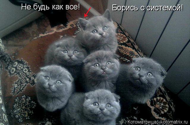 Котоматрица: Не будь как все! Борись с системой!