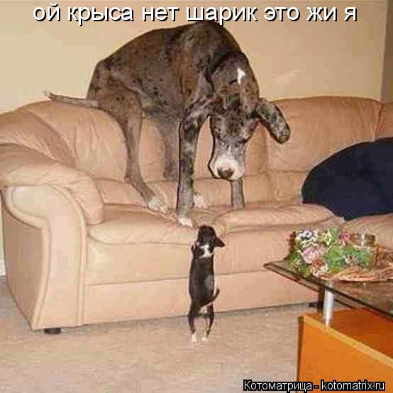 Котоматрица: ой крыса нет шарик это жи я