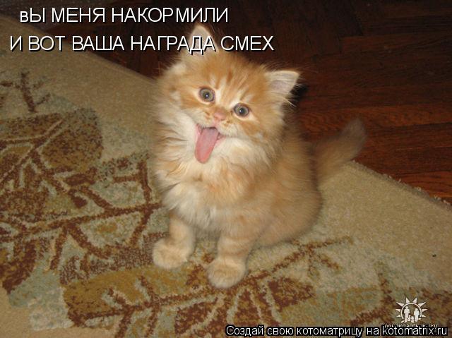 Котоматрица: вЫ МЕНЯ НАКОРМИЛИ И ВОТ ВАША НАГРАДА СМЕХ