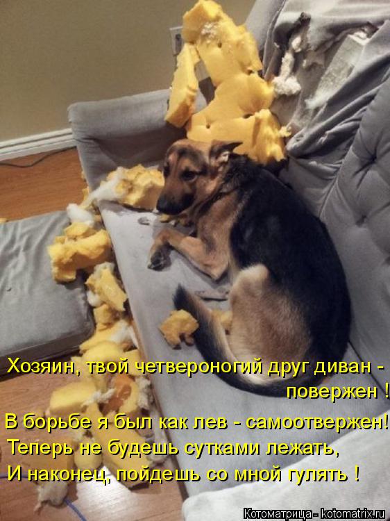 Котоматрица: Хозяин, твой четвероногий друг диван -  повержен ! В борьбе я был как лев - самоотвержен! Теперь не будешь сутками лежать, И наконец, пойдешь с