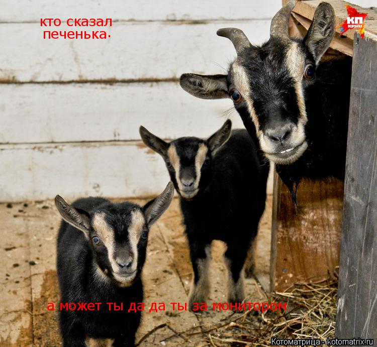 Котоматрица: кто сказал  печенька . а может ты да да ты за монитором