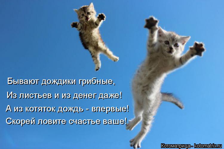 Котоматрица: Бывают дождики грибные, Из листьев и из денег даже! А из котяток дождь - впервые! Скорей ловите счастье ваше!