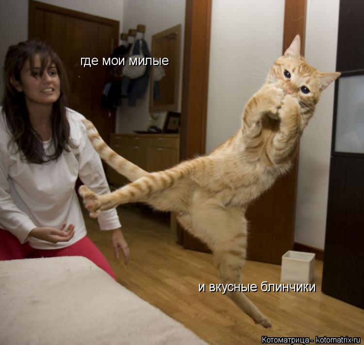 Котоматрица: где мои милые и вкусные блинчики