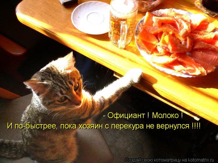 Котоматрица: - Официант ! Молоко ! И по-быстрее, пока хозяин с перекура не вернулся !!!!