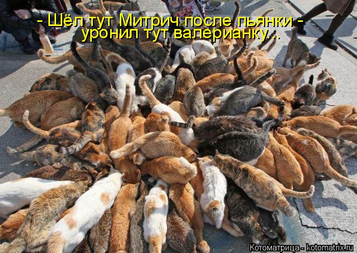Котоматрица: уронил тут валерианку... - Шёл тут Митрич после пьянки -