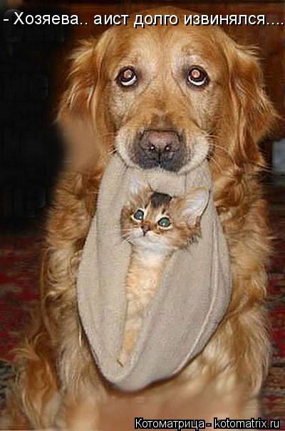 Котоматрица: - Хозяева.. аист долго извинялся....