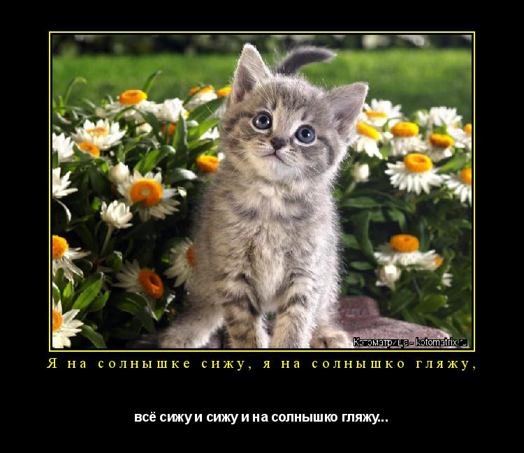 Я на солнышке сижу, я на солнышко гляжу, всё сижу и сижу и на солнышко гляжу...... Котоматрица: Я на солнышке сижу, я на солнышко гляжу, всё сижу и сижу и на солнышко гляжу...