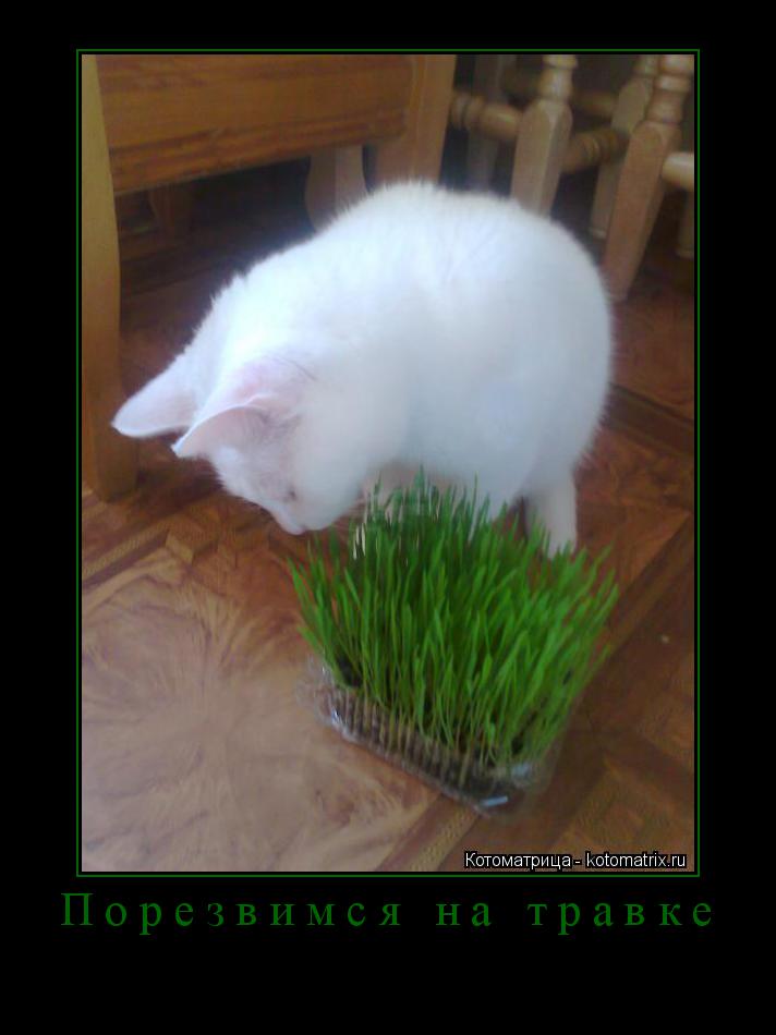 Порезвимся на травке ... Котоматрица: Порезвимся на травке