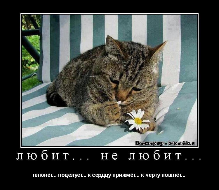 любит... не любит... плюнет... поцелует... к сердцу прижмёт... к черту пошлёт...... Котоматрица: любит... не любит... плюнет... поцелует... к сердцу прижмёт... к черту пошлёт...