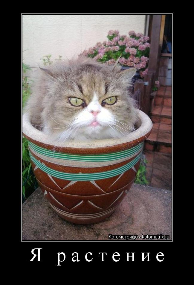 Котоматрица: Я растение 