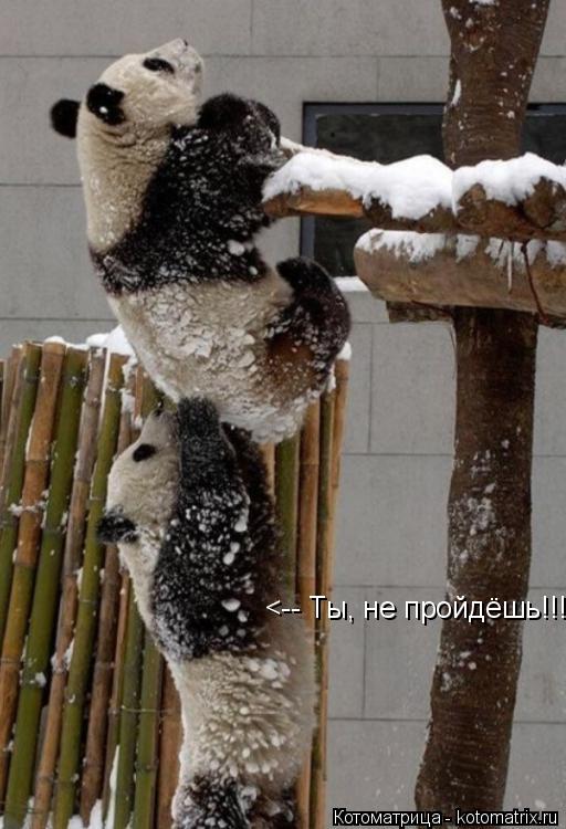 <-- Ты, не пройдёшь!!!... Котоматрица: <-- Ты, не пройдёшь!!!