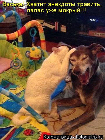 Котоматрица: Васька! Хватит анекдоты травить, палас уже мокрый!!!