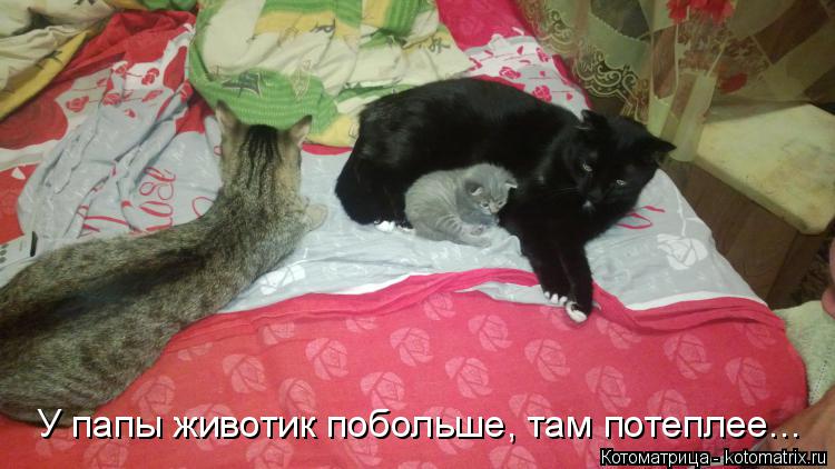 У папы животик побольше, там потеплее...... Котоматрица: У папы животик побольше, там потеплее...