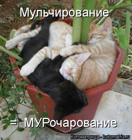 Котоматрица: Мульчирование  =  МУРочарование