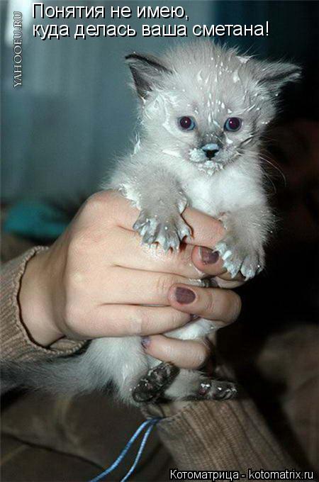 Котоматрица: Понятия не имею, куда делась ваша сметана!