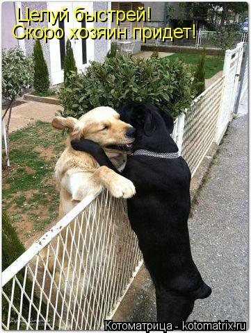 Котоматрица: Целуй быстрей! Скоро хозяин придет!