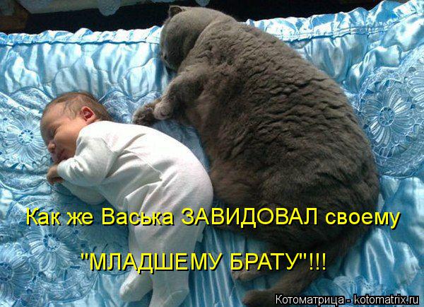 Как же Васька ЗАВИДОВАЛ своему "МЛАДШЕМУ БРАТУ"!!!... Котоматрица: Как же Васька ЗАВИДОВАЛ своему "МЛАДШЕМУ БРАТУ"!!!