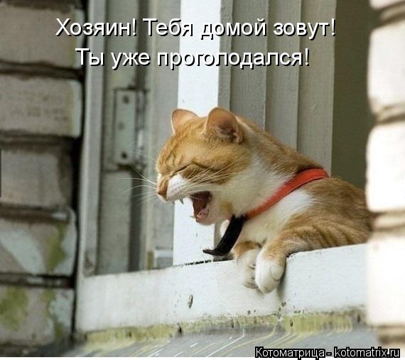 Котоматрица: Хозяин! Тебя домой зовут! Ты уже проголодался!