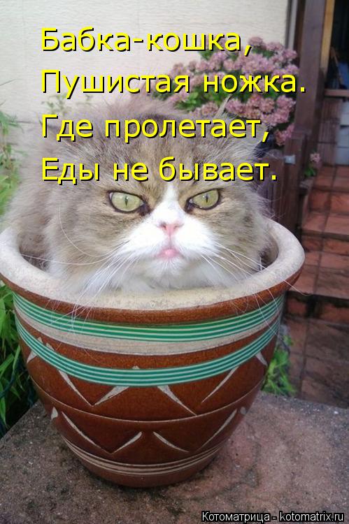 Бабка-кошка, Пушистая ножка. Где пролетает, Еды не бывает.... Котоматрица: Бабка-кошка, Пушистая ножка. Где пролетает, Еды не бывает.
