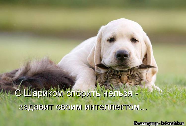 задавит своим интеллектом... С Шариком спорить нельзя -... Котоматрица: задавит своим интеллектом... С Шариком спорить нельзя -