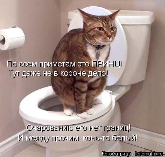 Котоматрица: По всем приметам это ПРИНЦ! Тут даже не в короне дело! И между прочим, конь-то белый! Очарованию его нет границ!
