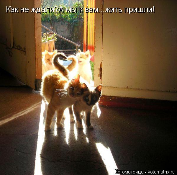 Как не ждали?А мы к вам...жить пришли!... Котоматрица: Как не ждали?А мы к вам...жить пришли!