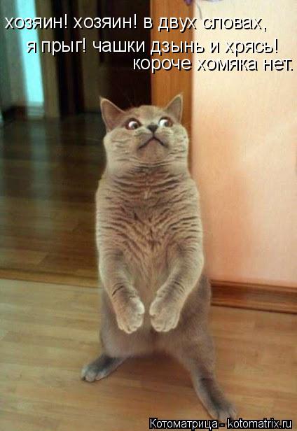 Котоматрица: хозяин! хозяин! в двух словах, я прыг! чашки дзынь и хрясь! короче хомяка нет.