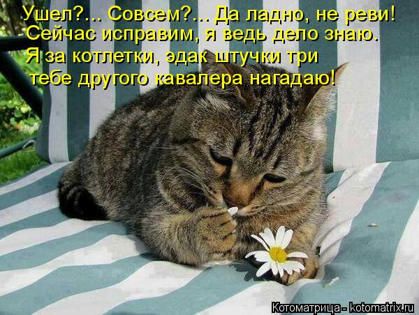Ушел?... Совсем?... Да ладно, не реви! Сейчас исправим, я ведь дело знаю. Я за котлетки, эдак штучки ... Котоматрица: Ушел?... Совсем?... Да ладно, не реви! Сейчас исправим, я ведь дело знаю. Я за котлетки, эдак штучки три тебе другого кавалера нагадаю!
