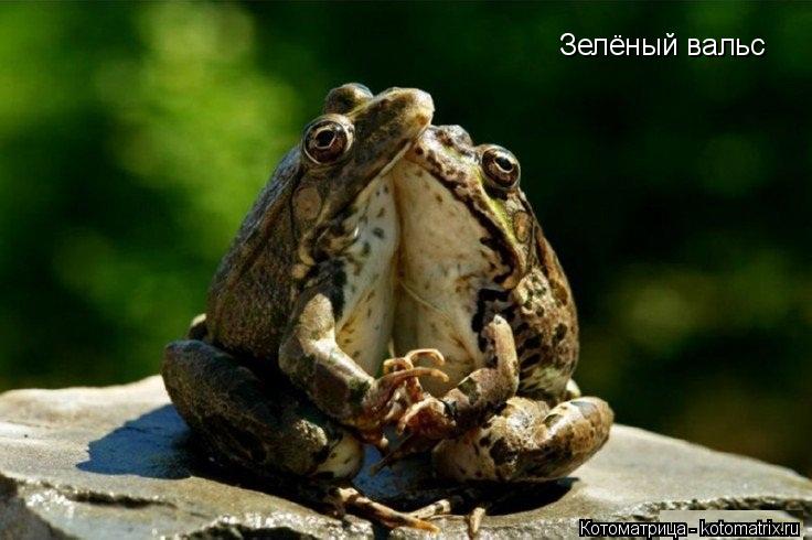 Зелёный вальс... Котоматрица: Зелёный вальс