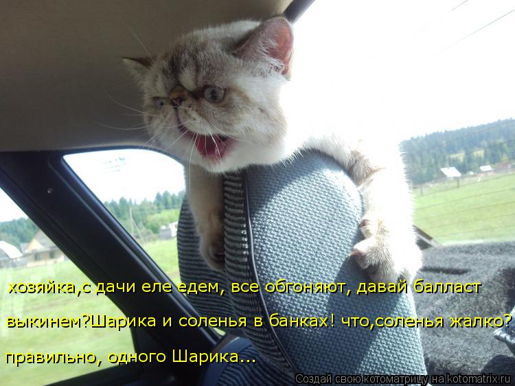 правильно, одного Шарика... хозяйка,с дачи еле едем, все обгоняют, давай балласт выкинем?Шарика и сол... Котоматрица: правильно, одного Шарика... хозяйка,с дачи еле едем, все обгоняют, давай балласт выкинем?Шарика и соленья в банках! что,соленья жалко?