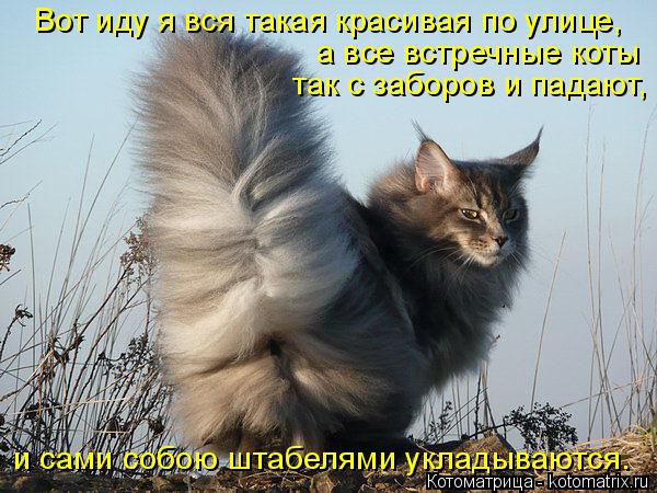 Котоматрица: Вот иду я вся такая красивая по улице, а все встречные коты так с заборов и падают, и сами собою штабелями укладываются.