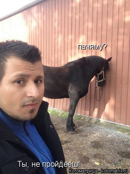 Ты, не пройдёёш! Ты, не пройдёёш! пачяму?... Котоматрица: Ты, не пройдёёш! Ты, не пройдёёш! пачяму?