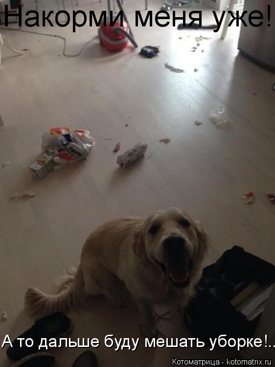 Котоматрица: Накорми меня уже! А то дальше буду мешать уборке!..