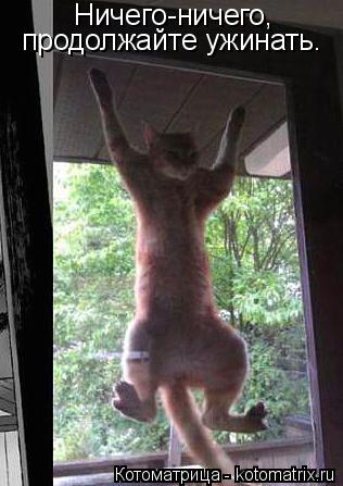 Ничего-ничего, продолжайте ужинать.... Котоматрица: Ничего-ничего, продолжайте ужинать.