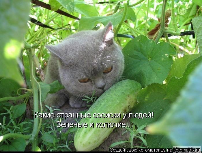 Какие странные сосиски у людей! Зеленые и колючие...... Котоматрица: Какие странные сосиски у людей! Зеленые и колючие...