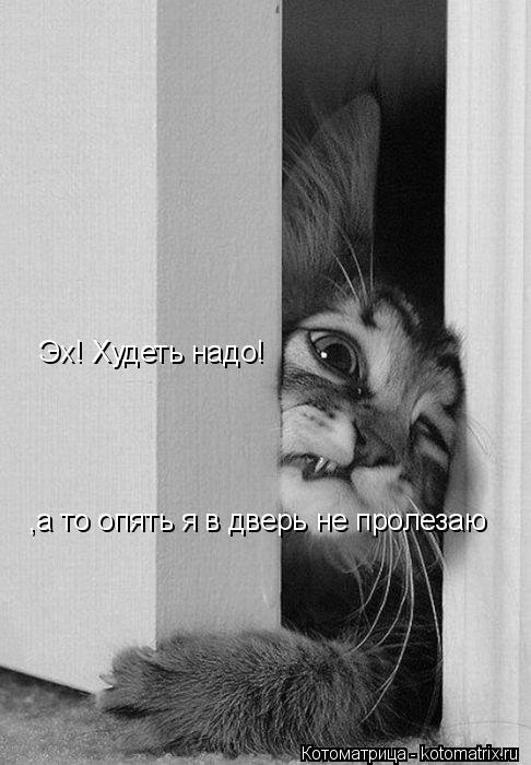 Эх! Худеть надо! ,а то опять я в дверь не пролезаю... Котоматрица: Эх! Худеть надо! ,а то опять я в дверь не пролезаю