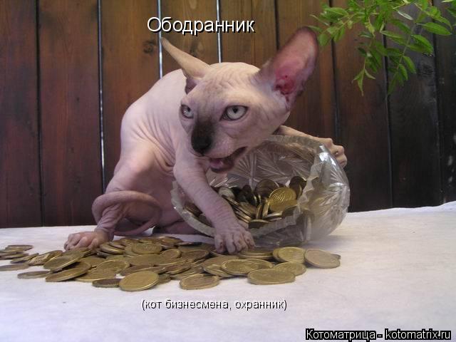 Ободранник (кот бизнесмена, охранник)... Котоматрица: Ободранник (кот бизнесмена, охранник)