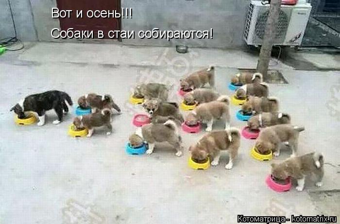 Собаки в стаи собираются! Вот и осень!!!... Котоматрица: Собаки в стаи собираются! Вот и осень!!!