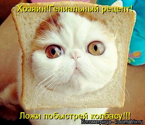 Хозяин!Гениальный рецепт! Ложи побыстрей колбасу!!!... Котоматрица: Хозяин!Гениальный рецепт! Ложи побыстрей колбасу!!!