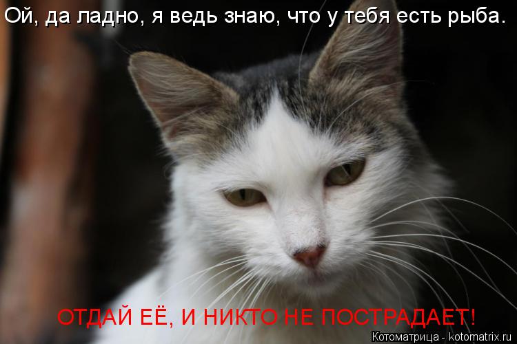 Ой, да ладно, я ведь знаю, что у тебя есть рыба. ОТДАЙ ЕЁ, И НИКТО НЕ ПОСТРАДАЕТ!... Котоматрица: Ой, да ладно, я ведь знаю, что у тебя есть рыба. ОТДАЙ ЕЁ, И НИКТО НЕ ПОСТРАДАЕТ!